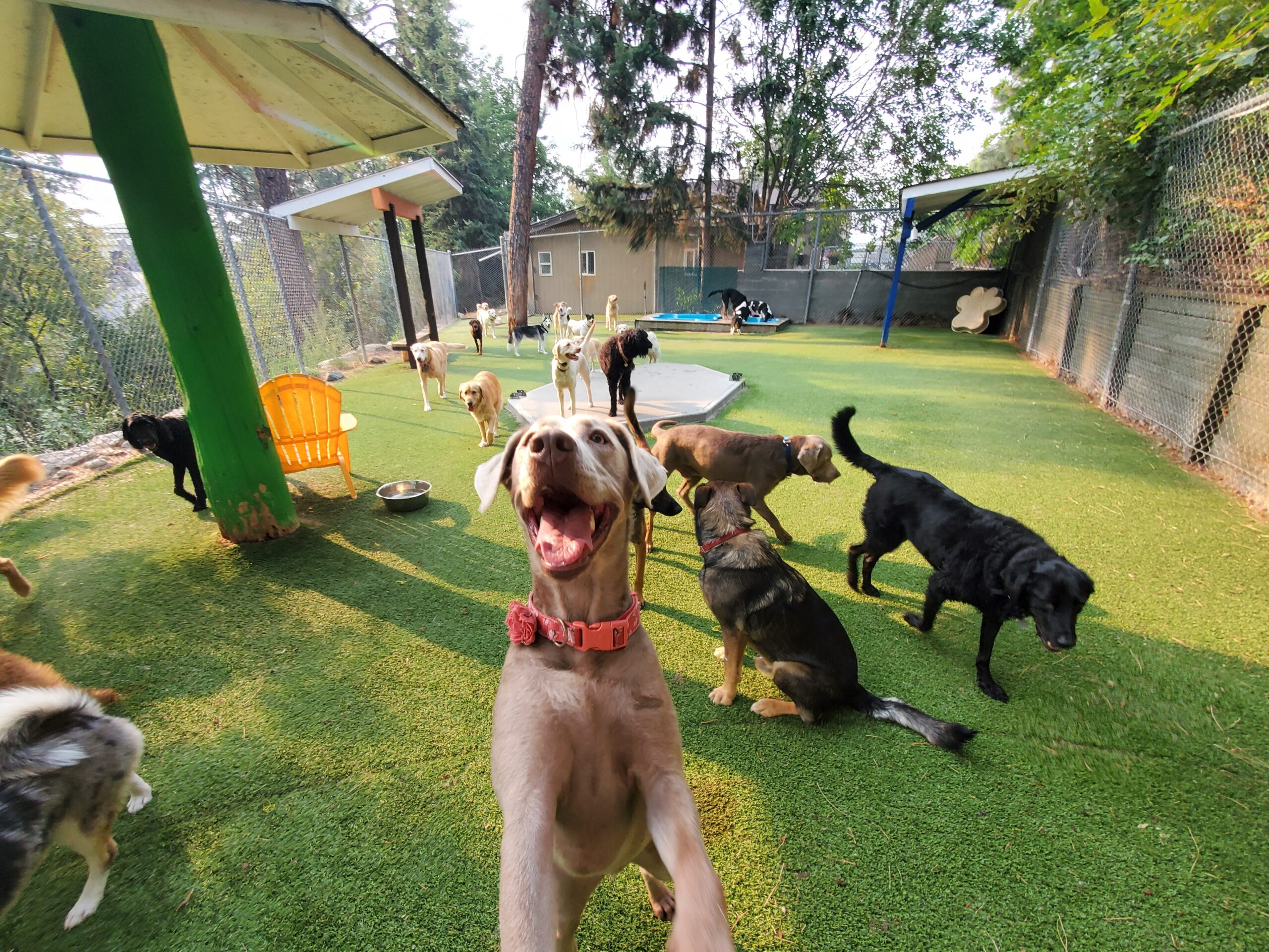 Dogs playing in our main play area